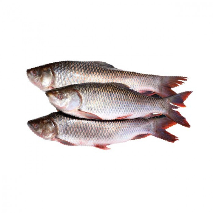 ROHU FISH - 100g (Aproox)